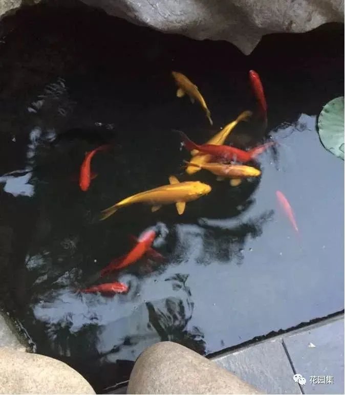 纯天然庭院鱼池打造攻略，生态、省心又实惠！赶紧收藏