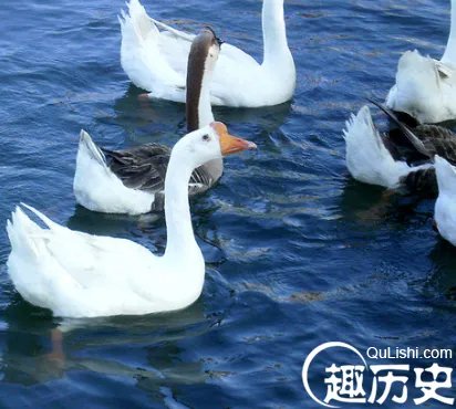 两鹅别离前亲吻成网红 真相令人泪流满面