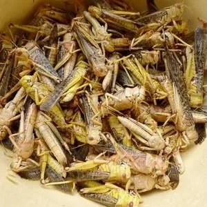 蚂蚱腿怎么炸的