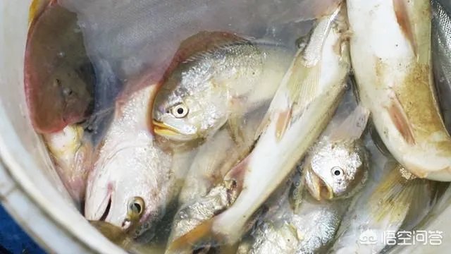 怎么挑选最鲜的海鲜？