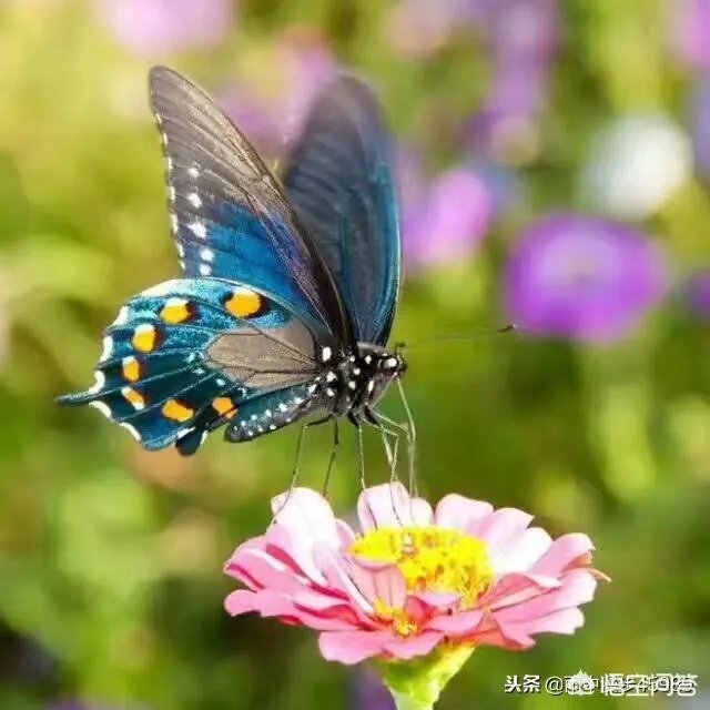 上联，蝉蜕尘埃外。下联怎么对？