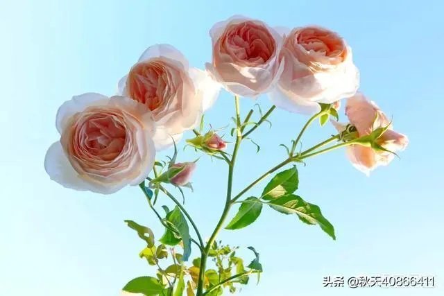 演员刘露大闹火车站被行拘，芒果TV致歉并宣布解约，对此公共人物你怎么看？