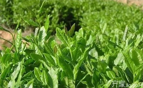 养生之道 蒙顶茶品牌种类有哪些