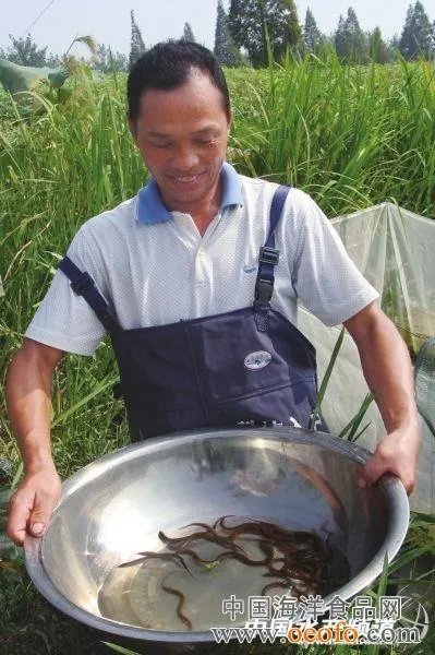 中国黄鳝之都的鳝苗繁育