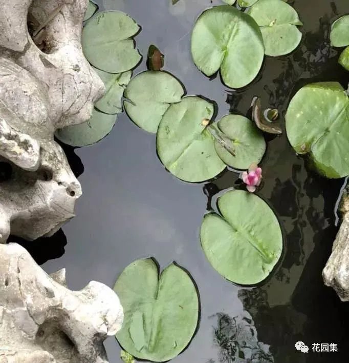 纯天然庭院鱼池打造攻略，生态、省心又实惠！赶紧收藏