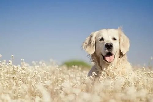 顺德警方凌晨通报：将金毛犬活活打死的贵宾犬主人已被刑拘，你怎么看？