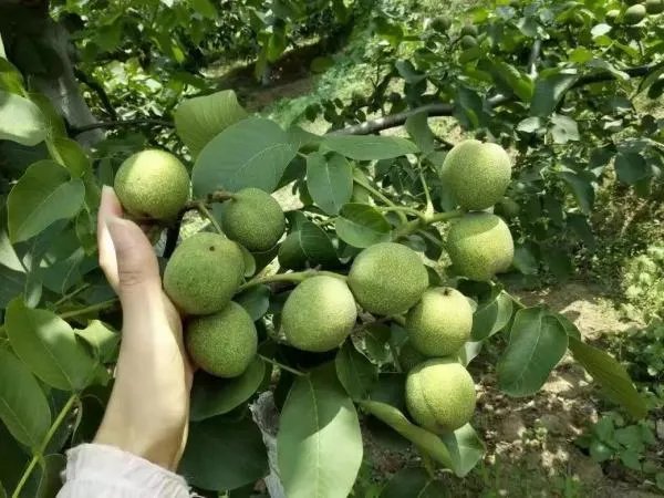 什么品种的核桃最好？