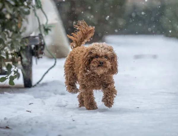 大部分人都喜欢小巧玲珑的狗狗，那么茶杯泰迪犬大概多少钱呢？