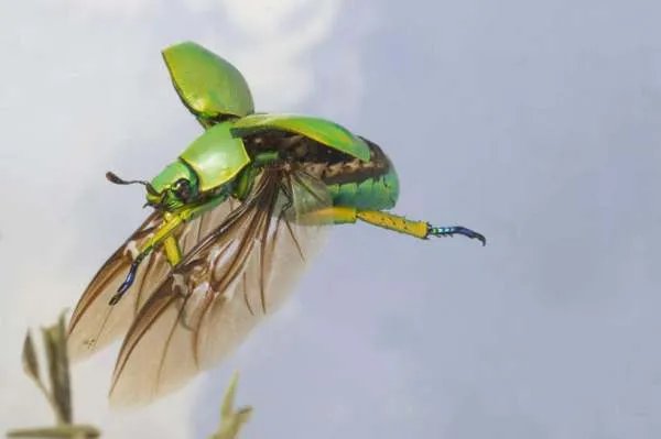 益鸟和益虫有哪些