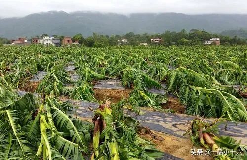今年首个登陆我国的台风木恩要来了，对农民来说有哪些影响？