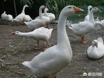 丁磊养猪，腾讯养鹅，大佬们为何“不务正业”？