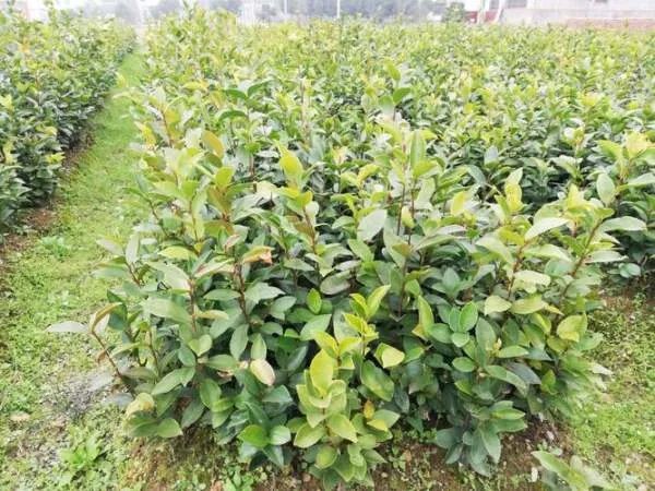 油茶苗价格大概是多少钱一棵？种植前景怎么样？