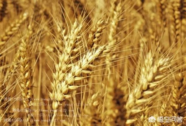 关于农业生产的俗语有哪些？