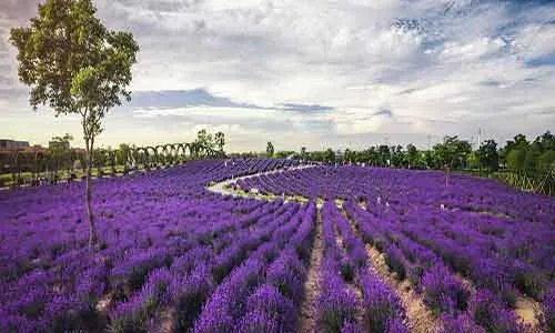 一朵鲜花插在牛粪上是什么意思