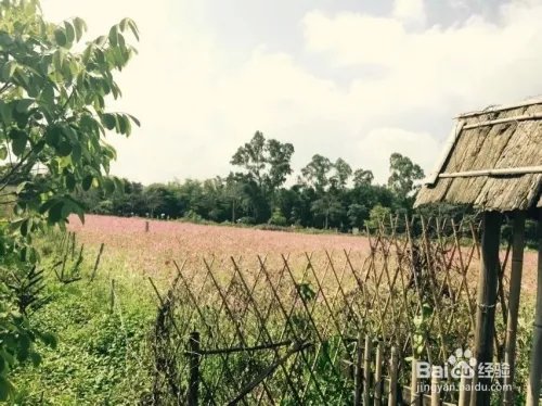 深圳观澜版画村怎么去，好不好玩？