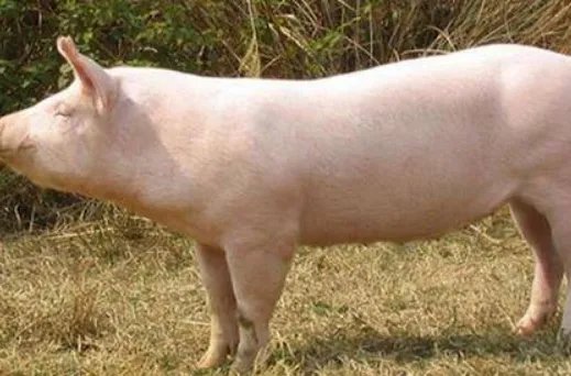 牛肉价格连续10周上涨，主要是哪些原因造成的？