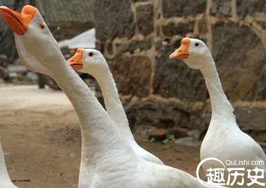 两鹅别离前亲吻成网红 真相令人泪流满面