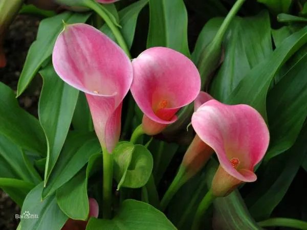 谁知道 马蹄莲花 代表什么意思么？