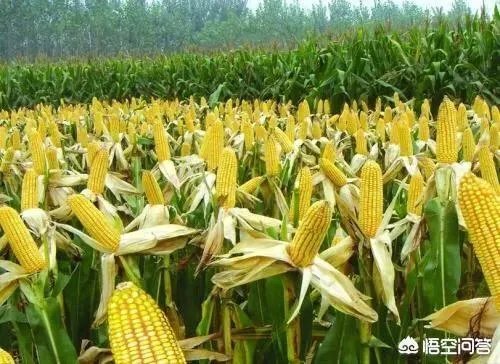 关于农业生产的俗语有哪些？