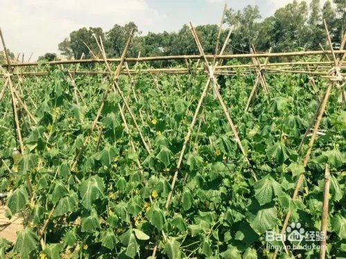 深圳观澜版画村怎么去，好不好玩？