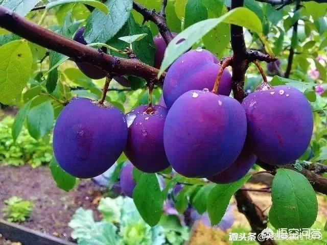 下联：墙里开花墙外红，上联如何对？