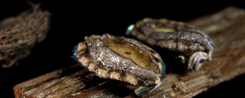 鲍鱼是真正的鱼吗 鲍鱼属于真正的鱼吗