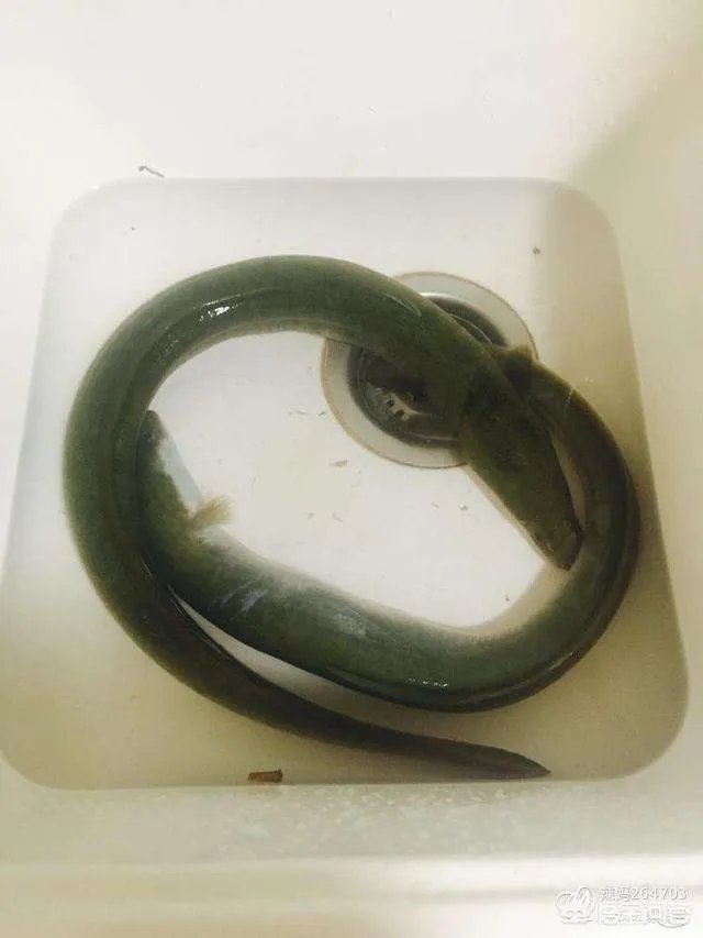 上联，蝉蜕尘埃外。下联怎么对？