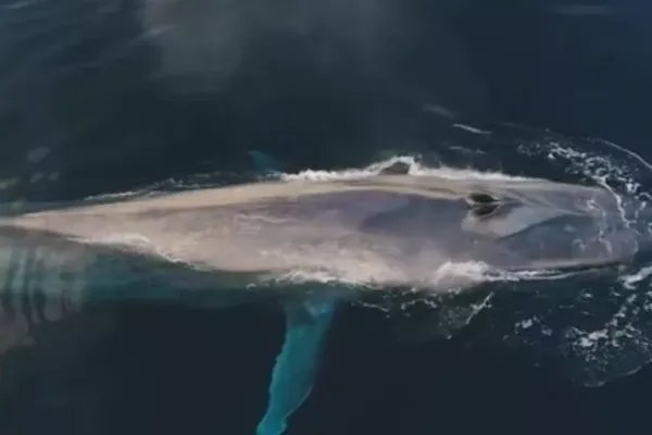 世界上最大的哺乳动物是什么？