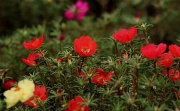 男女生日配对查询