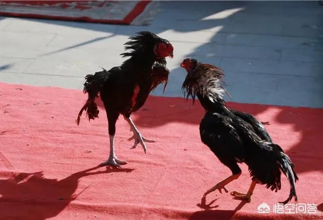 佳能5D4配100-400镜头手持拍摄时应注意哪些事项？