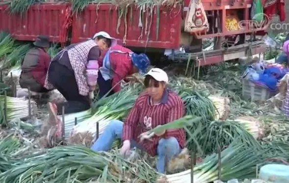 大葱价格为何短短几天会翻了几倍？