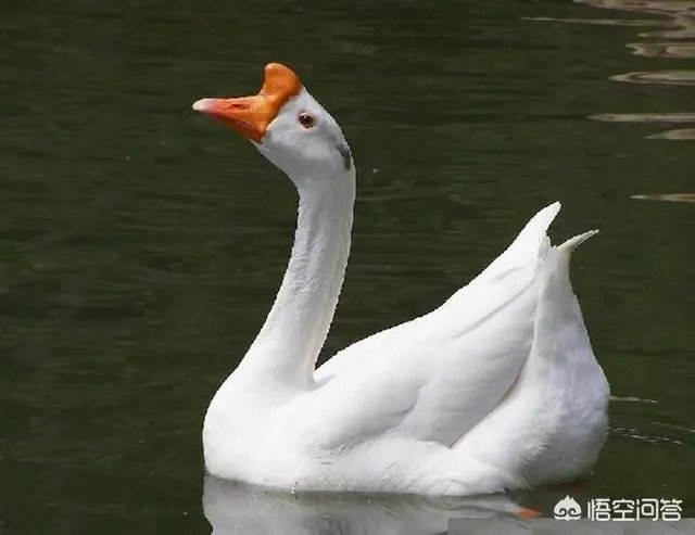 丁磊养猪，腾讯养鹅，大佬们为何“不务正业”？