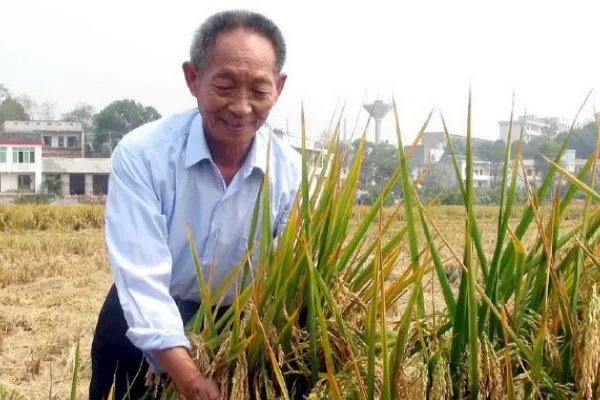 如何评价袁隆平团队沙漠海水稻？