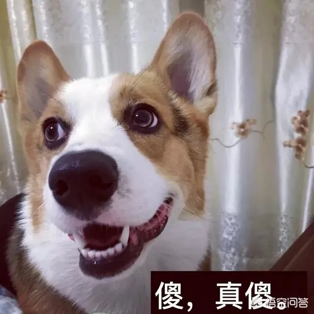 养柯基是怎样一种体验？