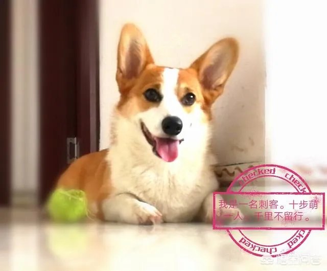 养柯基是怎样一种体验？