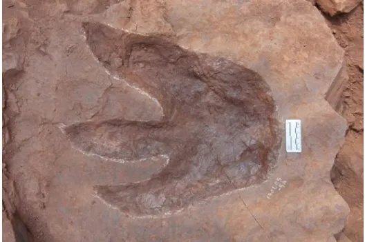 中国目前发现的最大恐龙足迹点在四川，这种足迹到底有多稀有？