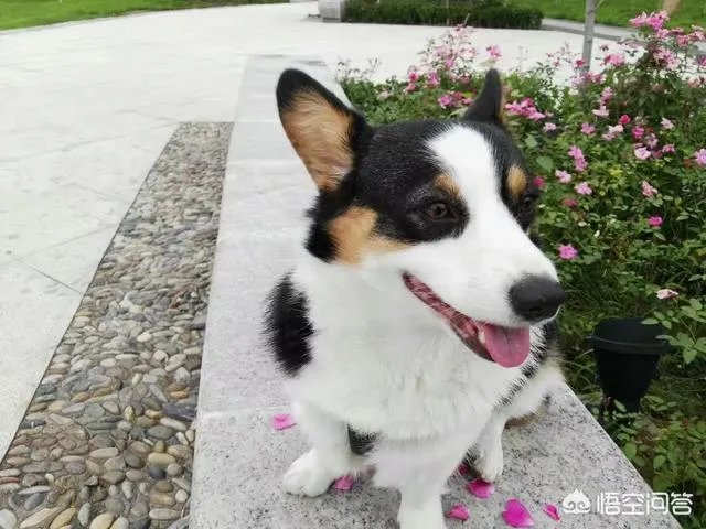 养柯基是怎样一种体验？