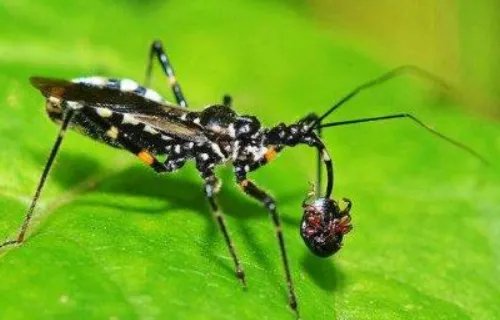 世界上最毒的虫子