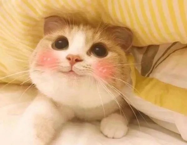 网上聊天时，你更喜欢用符号还是表情包来表达自己的心情？