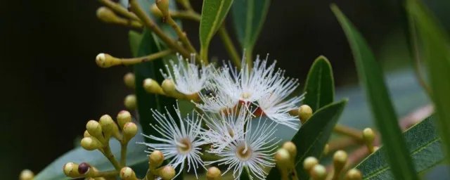 水翁花的营养价值