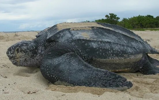 世界上最大的乌龟，象龟重达375公斤（龟中“巨人”）