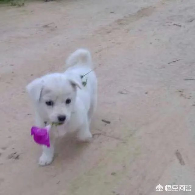 在城市上方空战，城市会遭受什么样的打击？