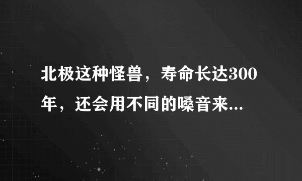 北极这种怪兽，寿命长达300年，还会用不同的嗓音来唱歌求爱
