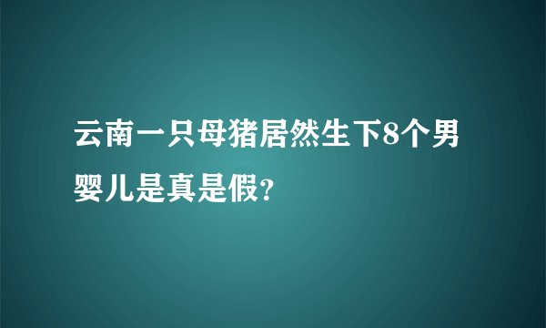 云南一只母猪居然生下8个男婴儿是真是假？