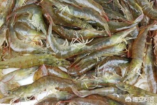 怎么挑选最鲜的海鲜？