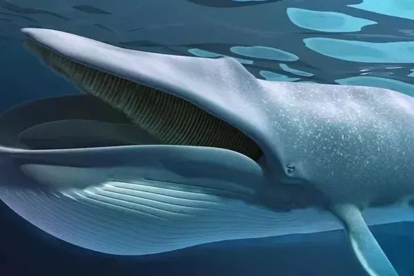 世界上最大的哺乳动物是什么？