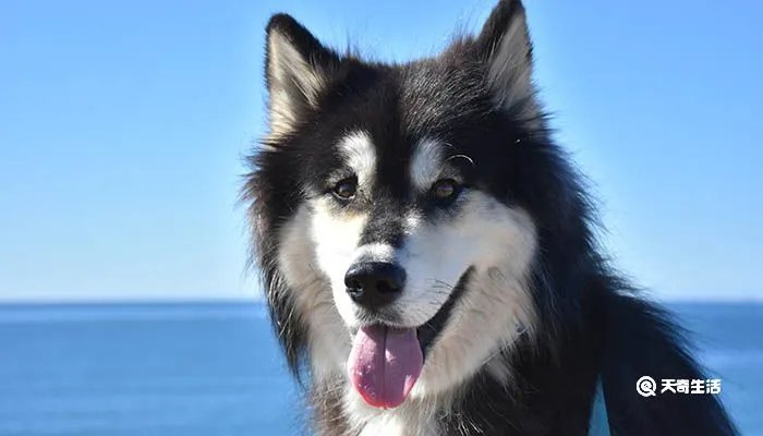 阿拉斯加雪橇犬的性格特点 阿拉斯加犬好养不