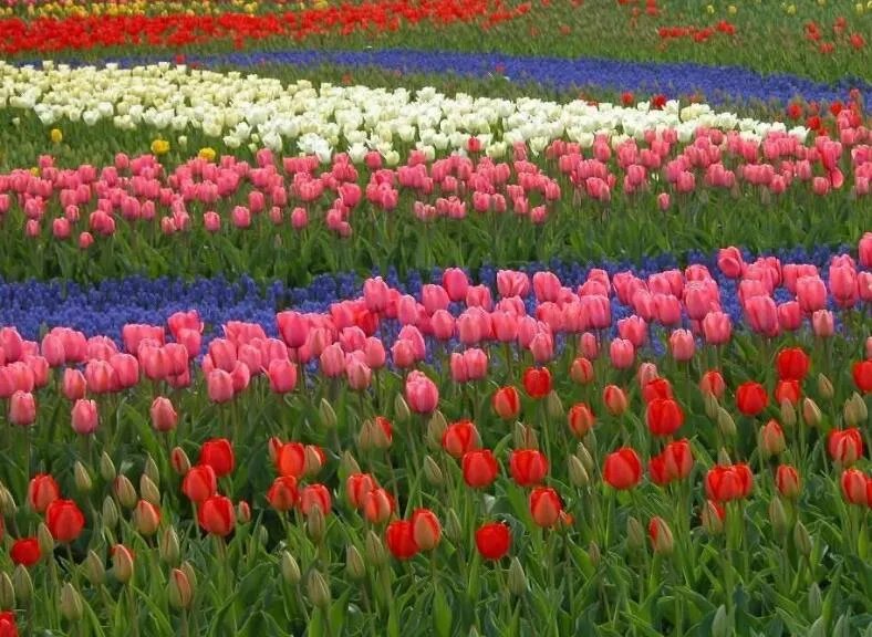 漳浦花博园地址