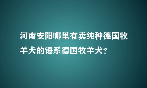 河南安阳哪里有卖纯种德国牧羊犬的锤系德国牧羊犬？