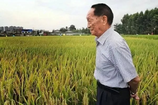 如何评价袁隆平团队沙漠海水稻？